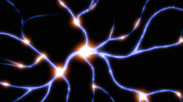 The Benefits of Creatine Monohydrate for Brain Health & Cognition