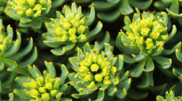 The Performance Benefits of <i>Rhodiola Rosea</i>